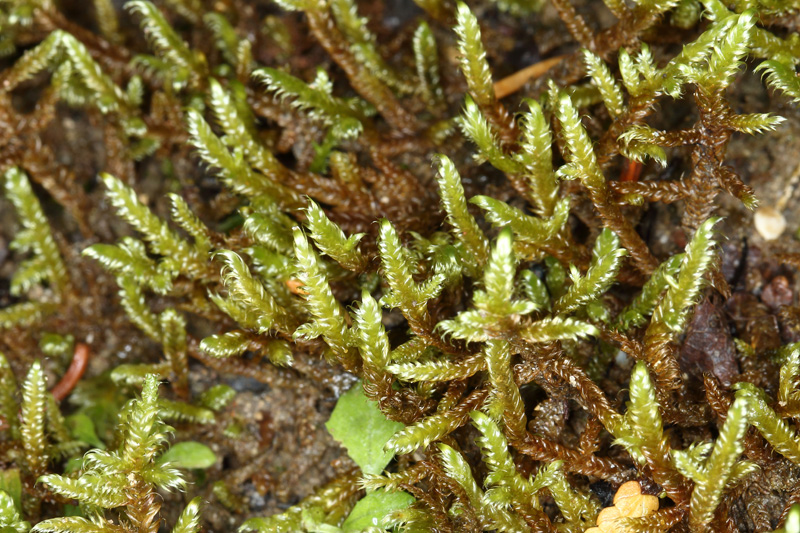 Hypnum lindbergii